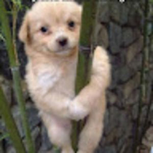 Meet your Posher, Leann